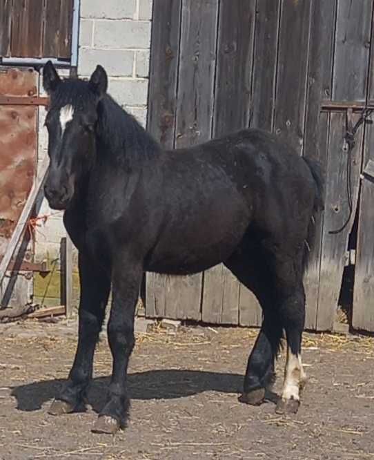 Źróbek kary zimnokrwisty 10 msc