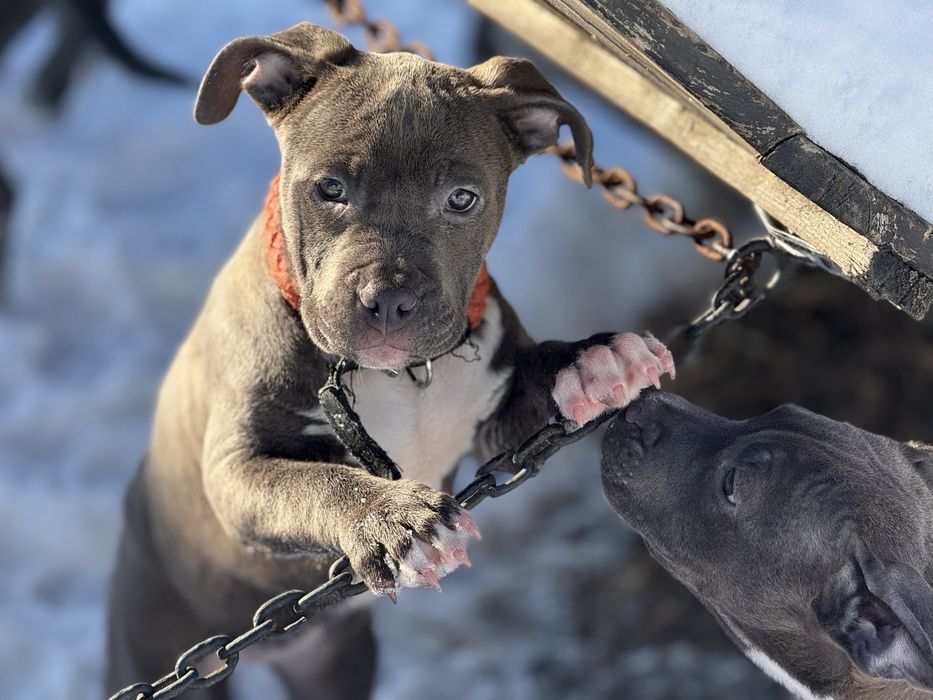 Продаються цуценята АМ Стаф