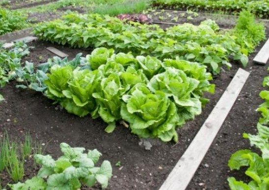 Ziemia z obornikiem kompost pod warzywa ogródka obornik bydlęcy