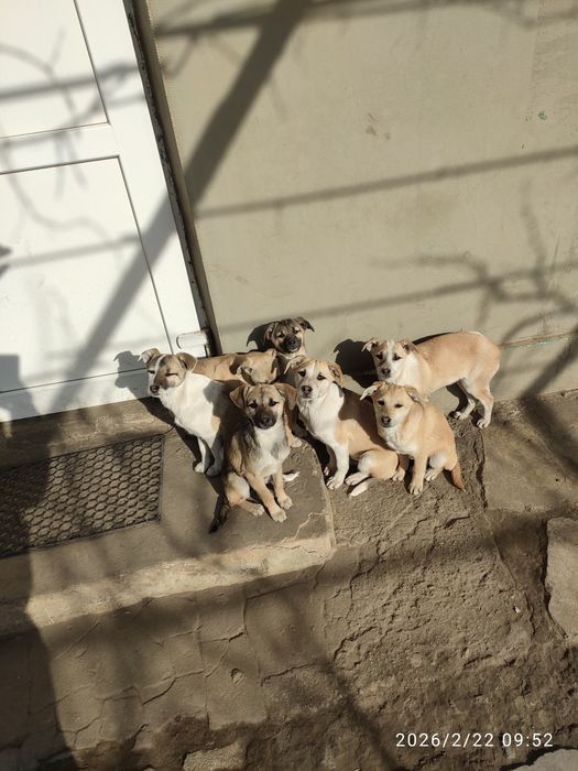 Собаки в подаруно