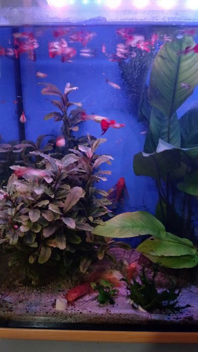 Гуппі червона кої (Red Koi)