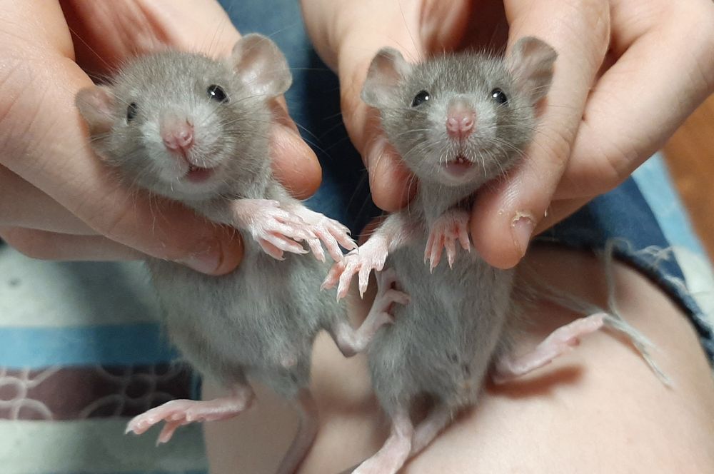 Крыса Дамбо девочки и мальчики, пятнистые + клетка,  гамак