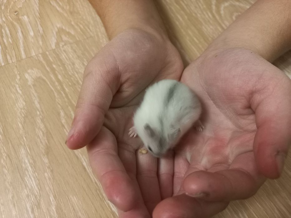 Джунгарики хомячки