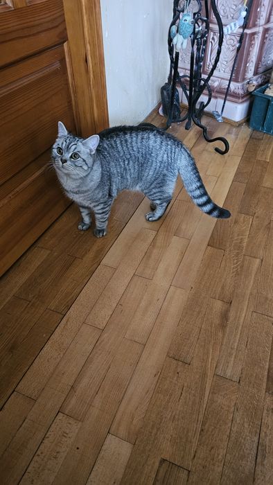 Шотландський котик