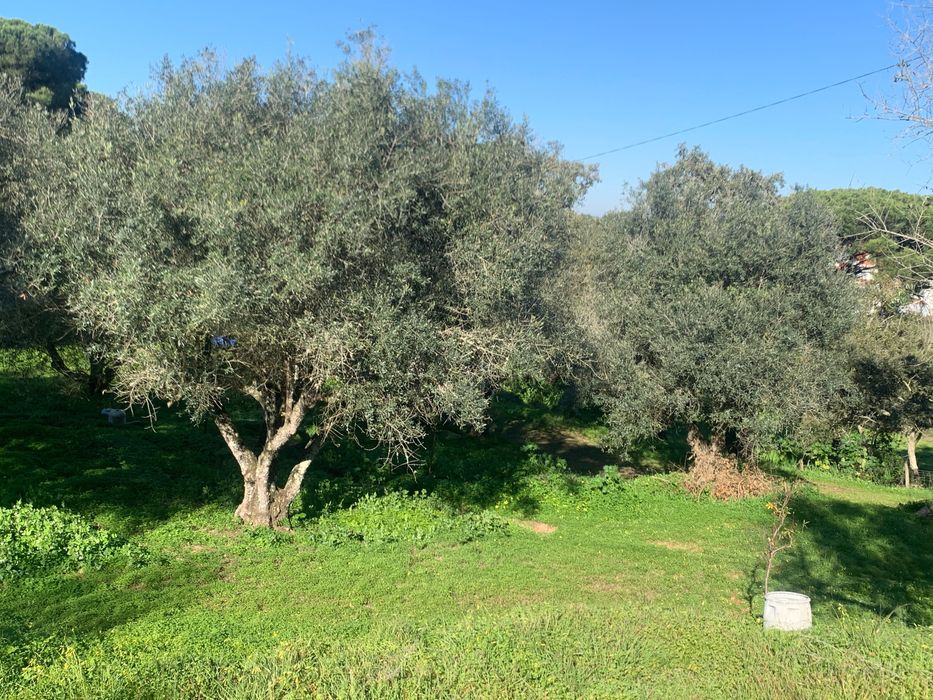 Oliveiras centenárias