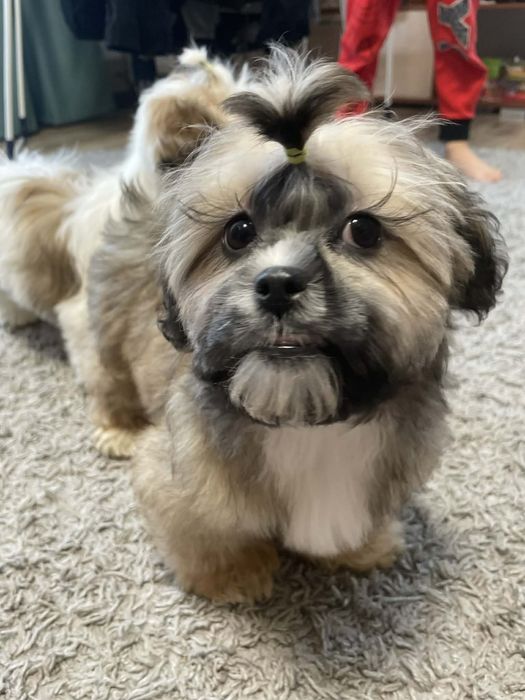 Цуценята породи Шіт-цу