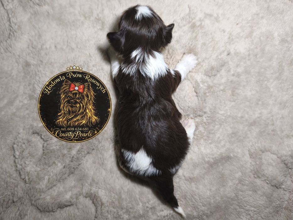Biro Yorkshire Terrier - suczka