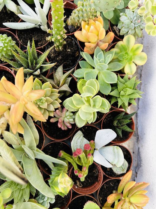 50 suculentas várias cores e formatos