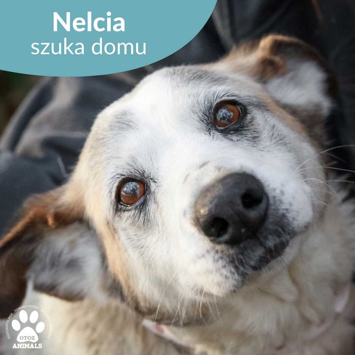 Przemiła sunia Nelcia do adopcji!
