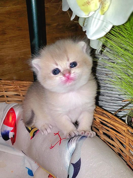 Нежненькие и ручные детки, котята золотая шиншилла