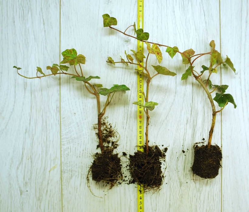 Bluszcz pospolity Profesor Seneta -Hedera Helix 02