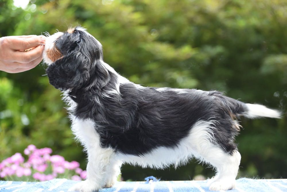 Piesek cavalier rodowód ZKwP/FCI