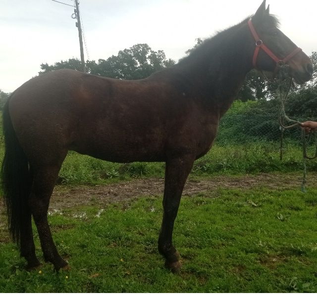 Pra venda égua com 9 anos