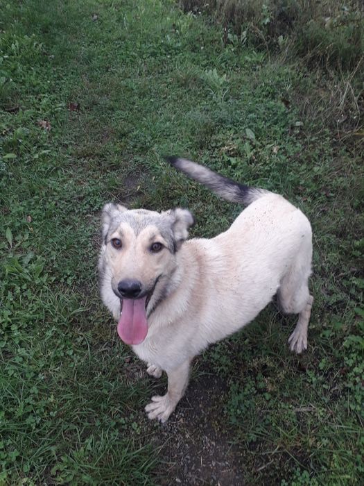 Віддаю в добрі руки