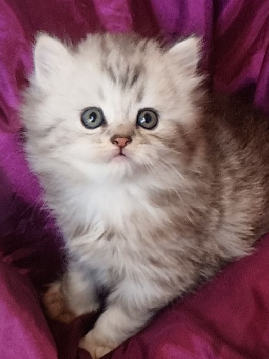 Шотландская Хайленд страйт.