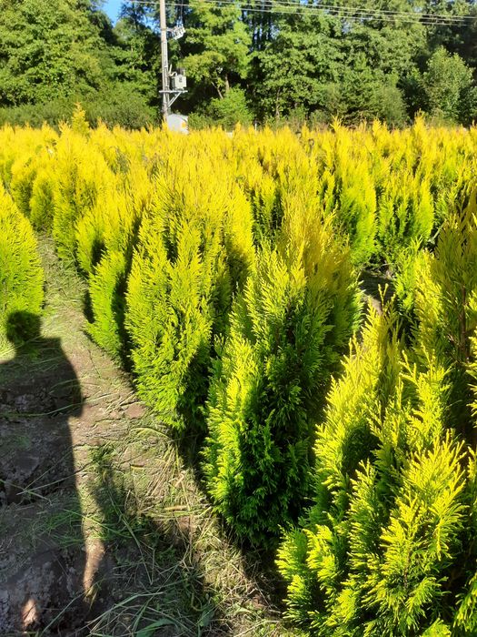 Tuja thuja Europa Gold,Gold globe, Columna