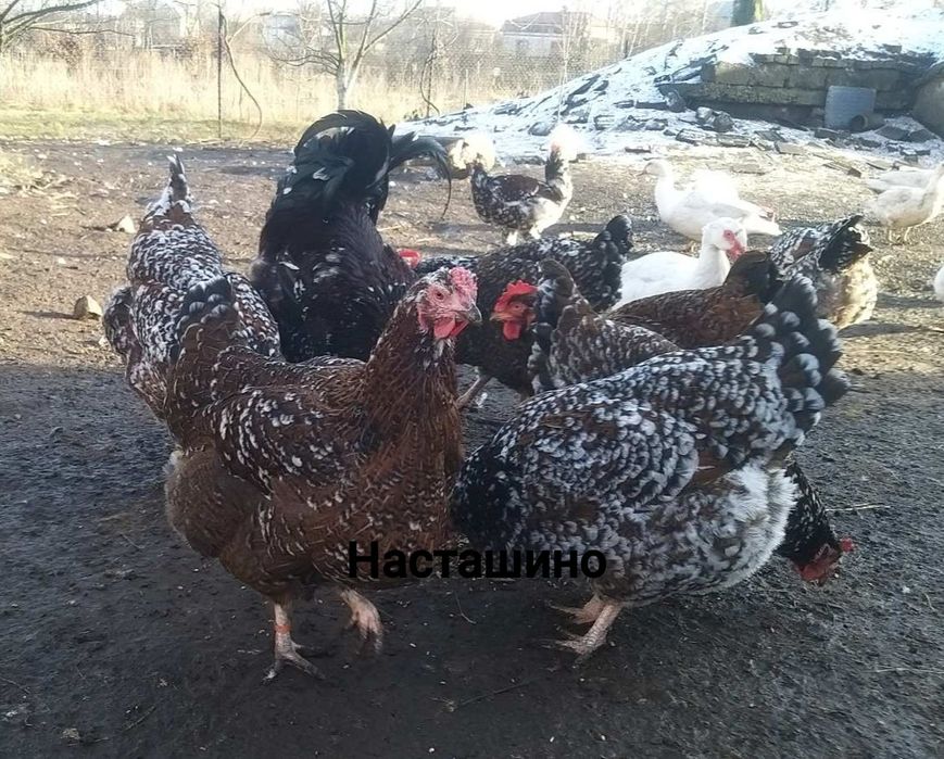 Лівенська ситцева, інкубаційне яйце, ія лівенської ситцевої