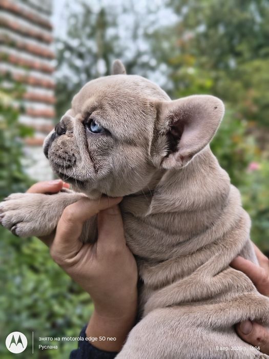 Дівчинка з ізютинкою француз