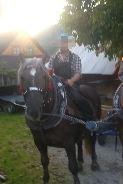 Sprzedam klacz ze źrebicą