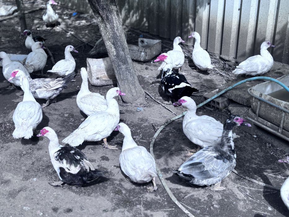 Patos e patas grandes  ja botando