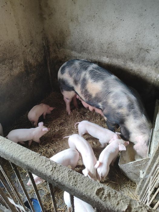 Maciora locha świnia