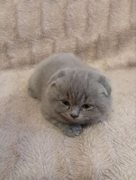 Британські котенята