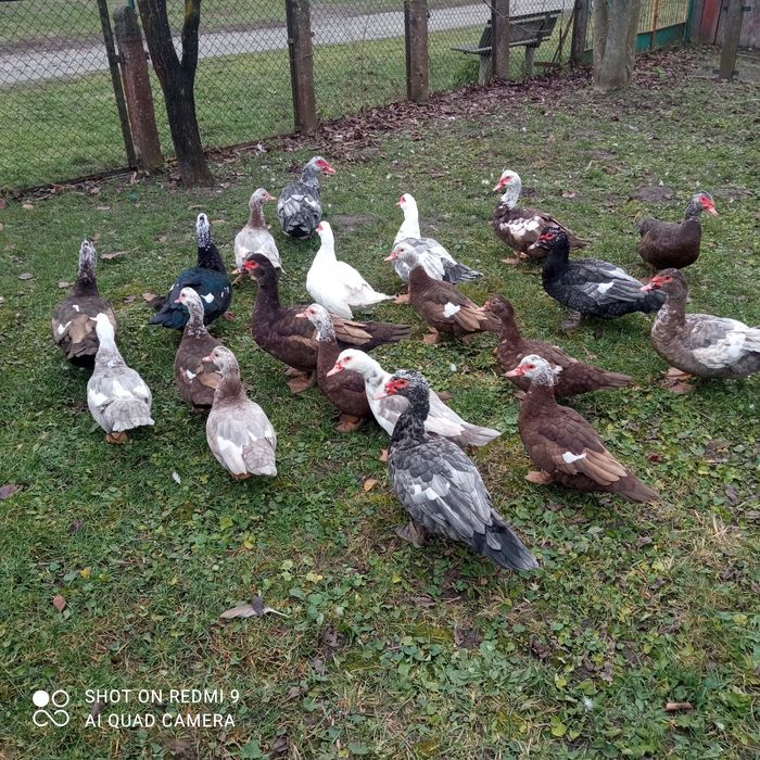 Продам Індокачок та інкубаційні яйця.