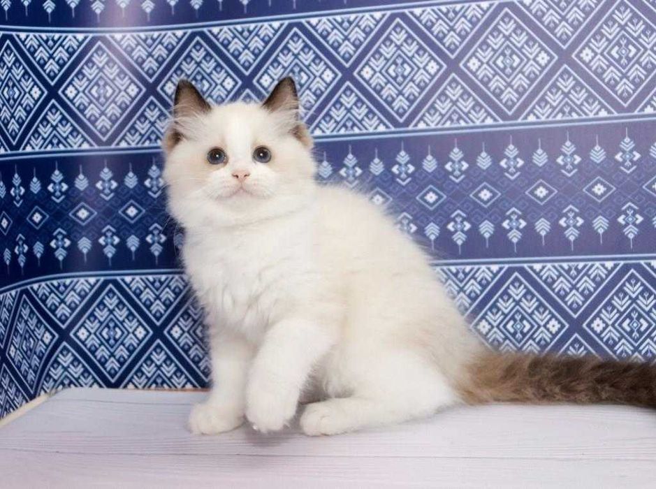 Ragdoll-хлопчик в красивому забарвлені та з синими очками
