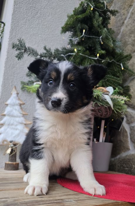 Border Collie piesek TRICOLOR