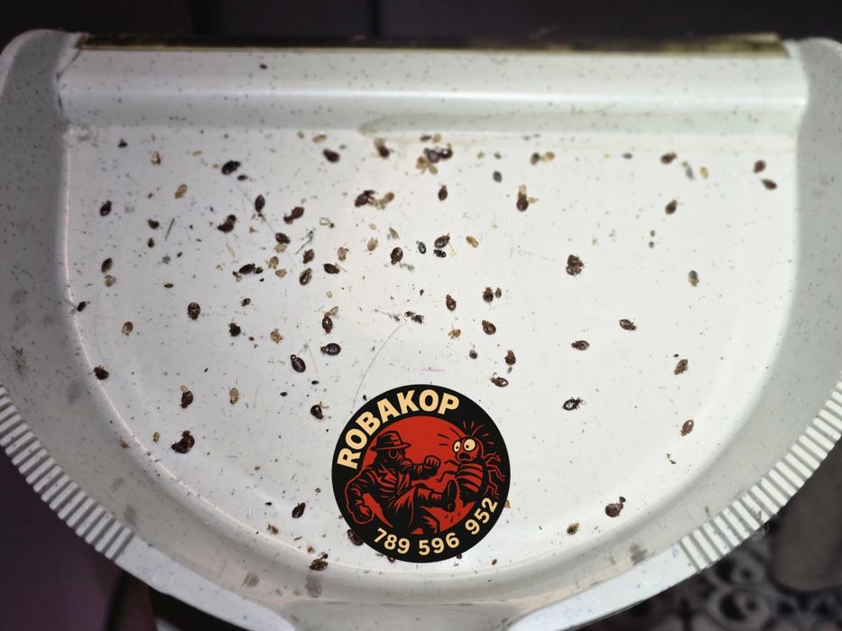 Odpluskwianie/Dezynsekcja/Osy/Szerszenie/Karaczany