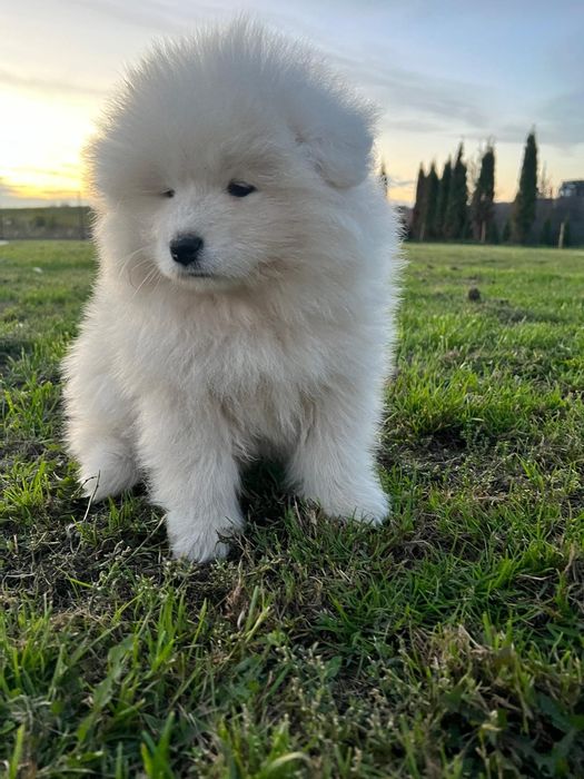 Samoyed szczeniak gotowy ZKwP FCI