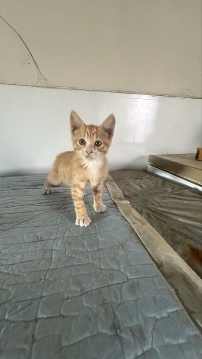 Gatos para adopção