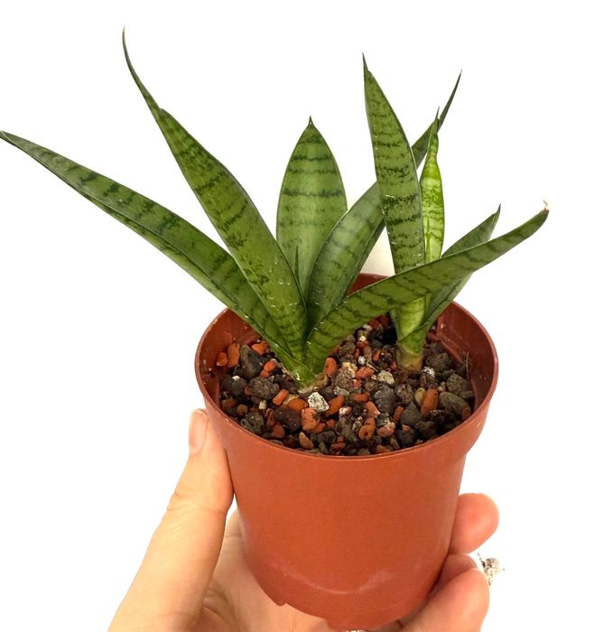 Сансеаиерия Суперба, , sword, parrot , артистик фан)