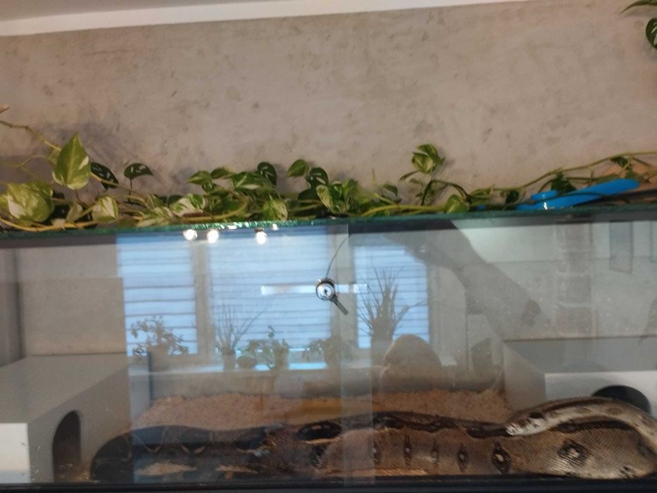 Sprzedam Terrarium