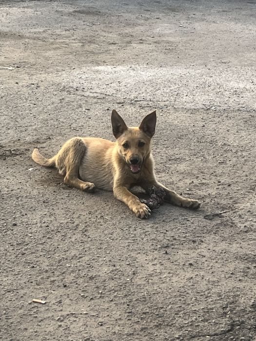 Шукаємо дім маленькому собаці.