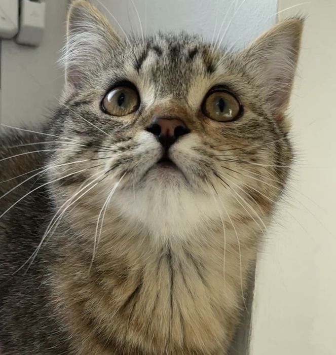 Прямоухая шотландская кошечка