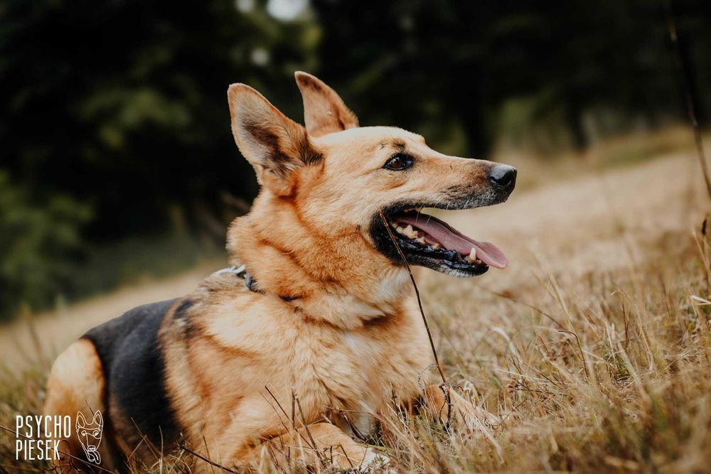 spokojny, łagodny pies czeka na dom