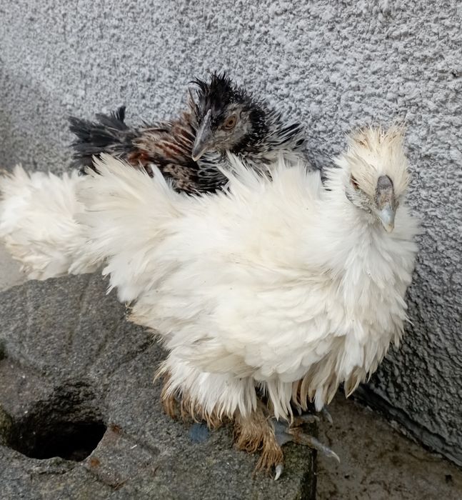 Шовкові декоративні кури фрізлі