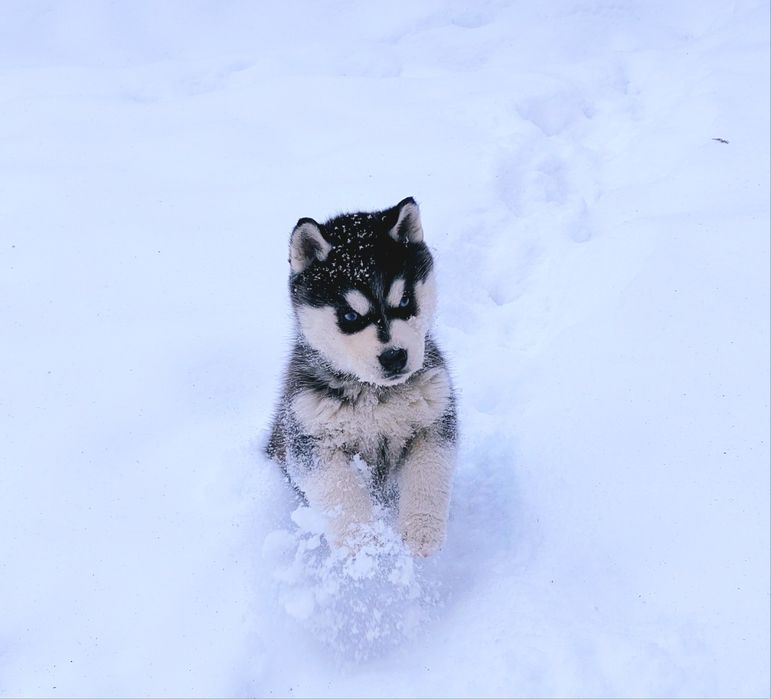 Niebieskooki szczeniak Siberian Husky międzynarodowy rodowod FCI ZKwP