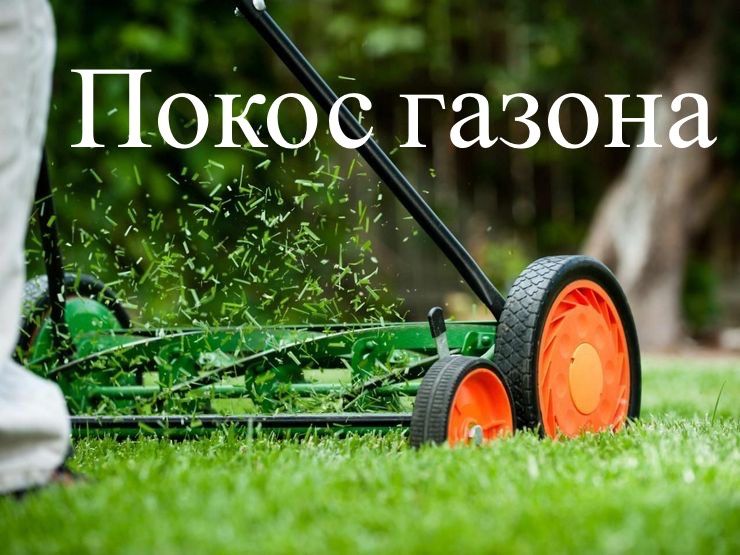 Стрижка газона,аэрація ,покос,покос газона, стрижка, стрижка туй