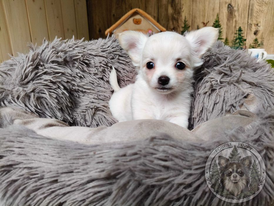 Chihuahua długowłosy śliczny chłopiec.