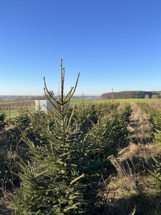 choinki ! świerk ! tanio ! święta !