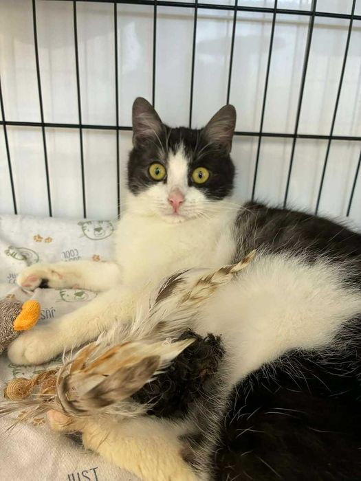 Wesoły młody kot do adopcji