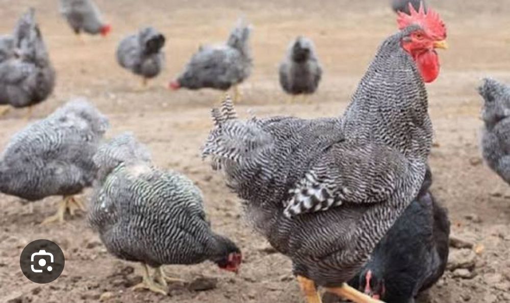 Інкубаційне яйце