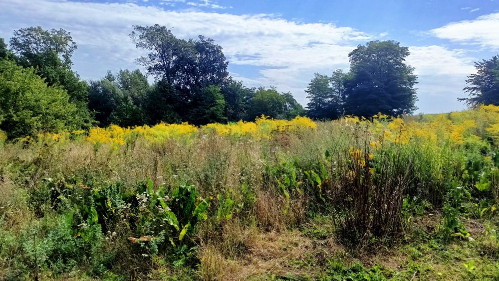 продається житловий будинок.три фази газ і земля площею 49 сотиків
