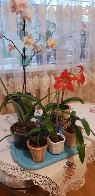 Цибулина гіпеаструм  та інші квіти запитуйте