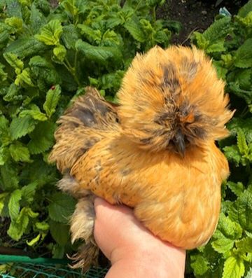 Rosy kury silki kury araukany naturalne ekologiczne kury