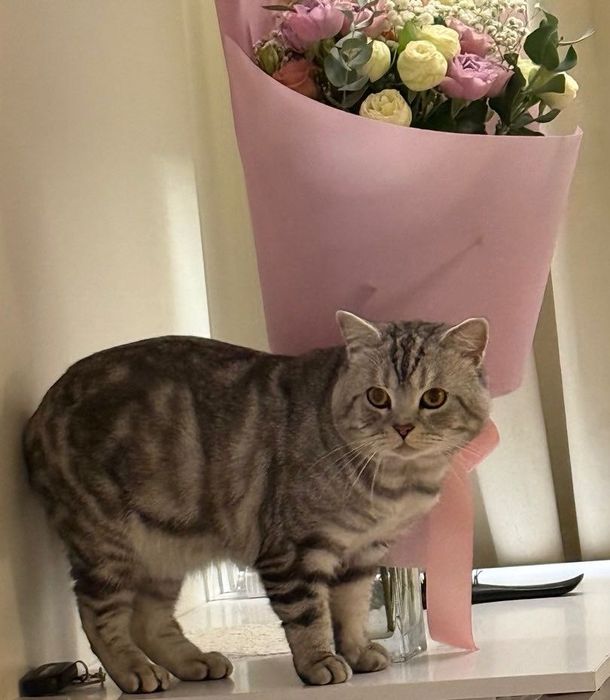 Чистокровний шотландець шукає наречену