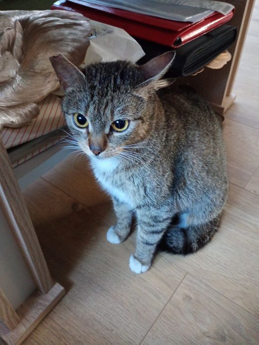 Młoda kotka do adopcji