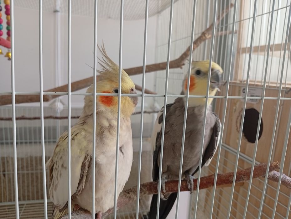 Casal de caturras